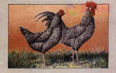 17.2x12.3cm188-013491.jpg
