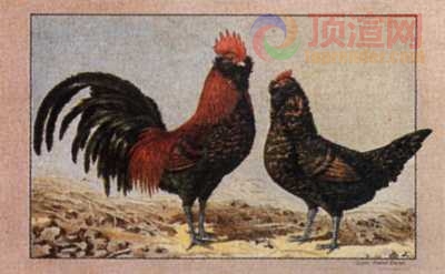17.2x12.3cm188-013494.jpg