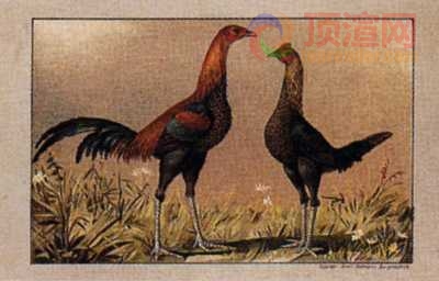 17.2x12.3cm188-013496.jpg