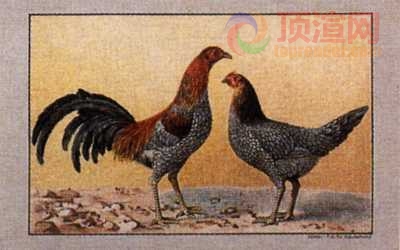 17.2x12.3cm188-013497.jpg