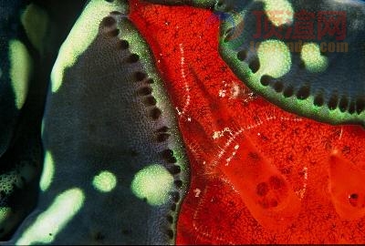 36.8x24.5cm5186-060217.jpg