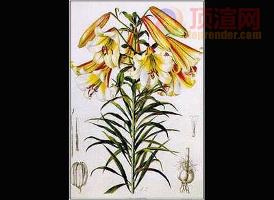 34.3x49.0cm322-124809.jpg
