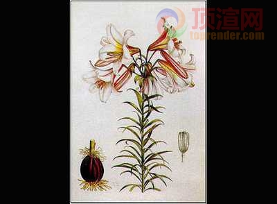 34.3x49.0cm322-124810.jpg